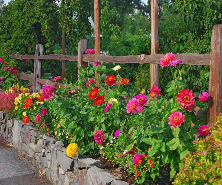 The Best Times to Plant Zinnia Seeds for a Vibrant Garden