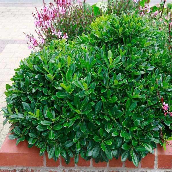 Evergreen shrub pittosporum tobira