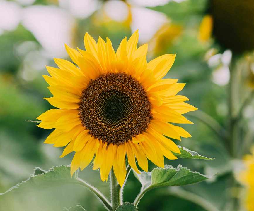 sunflower in bloom