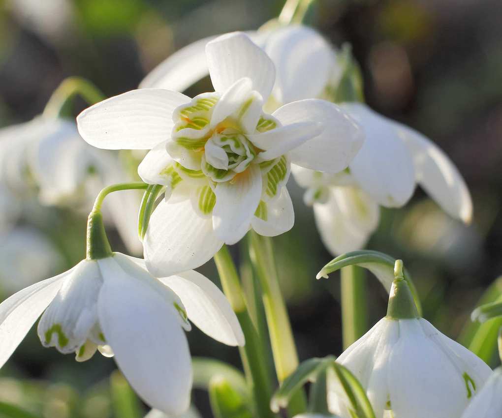 Close up of the double clowers of snowdrop Galanthus nivalis Flore Pleno