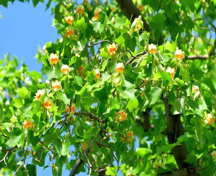 Tulip-shaped flowers on the tuliptree