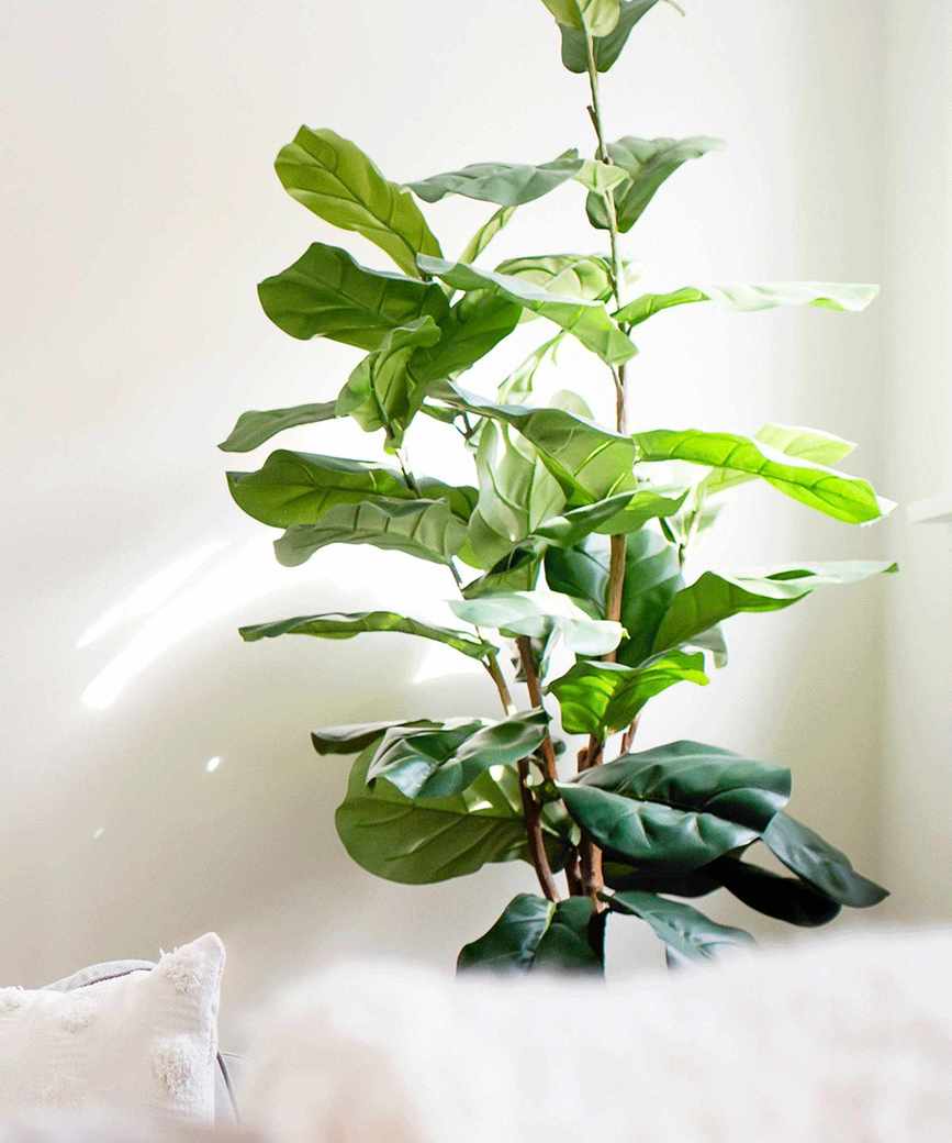 fiddle leaf fig in living room