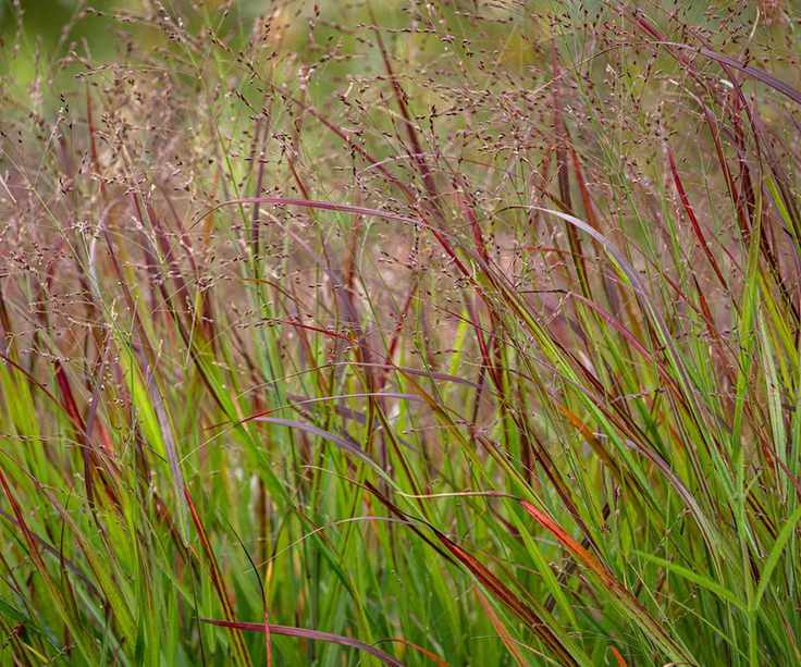 Panicum virgatum switchgrass