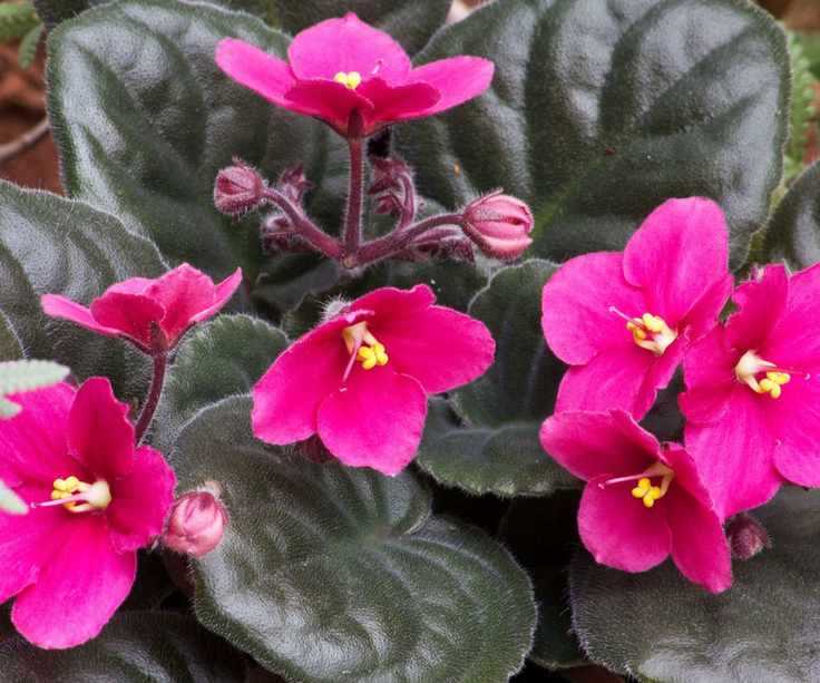 African violet