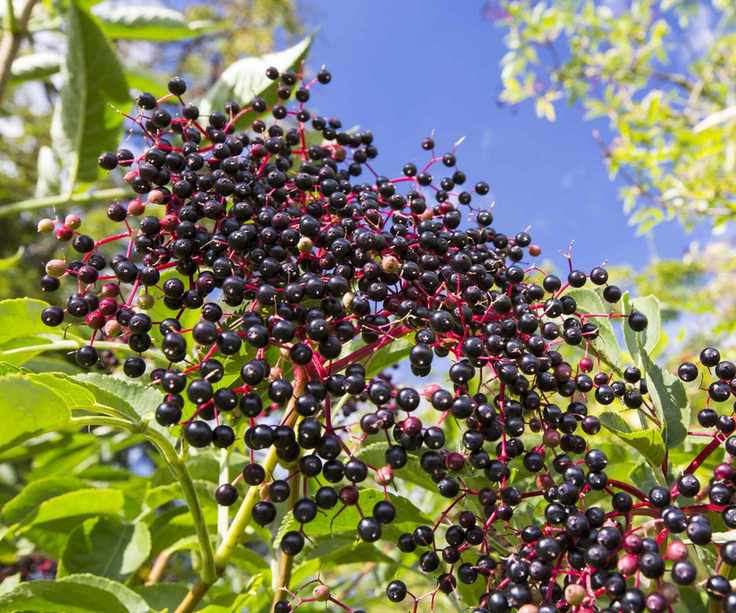 Elderberry