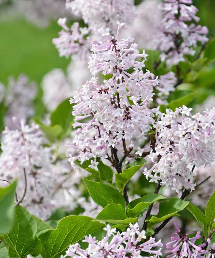 'Miss Kim' lilac flowers