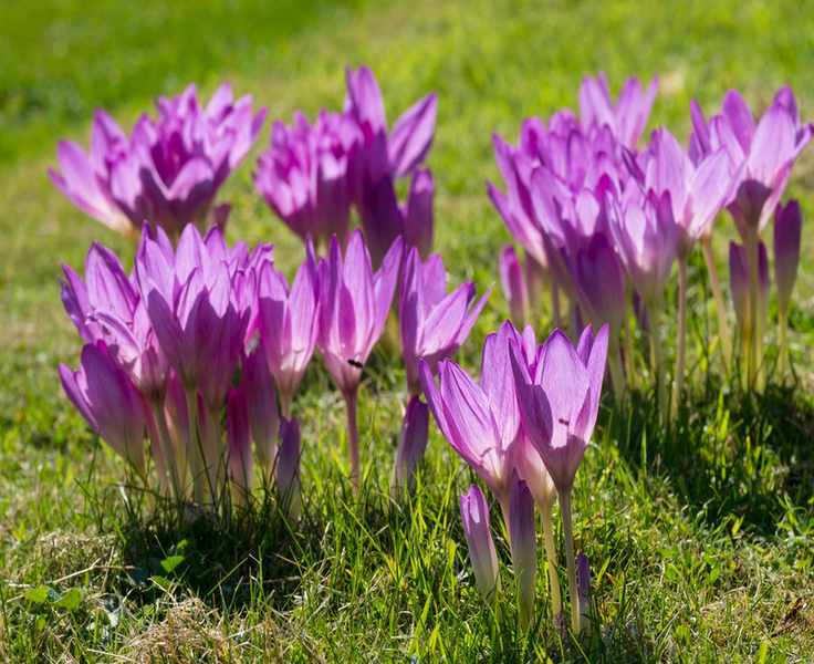 Autumn crocus / bare naked ladies