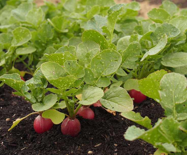 Flea beetle damage on radishes