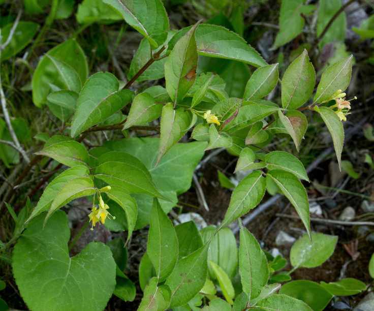 The pale-yellow flowers and bright green leaves of a shrub hydrangea