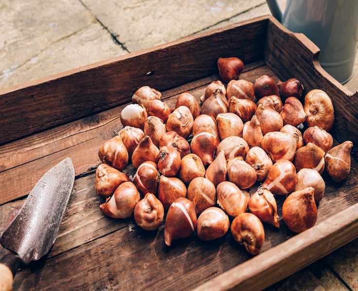 tulip bulbs