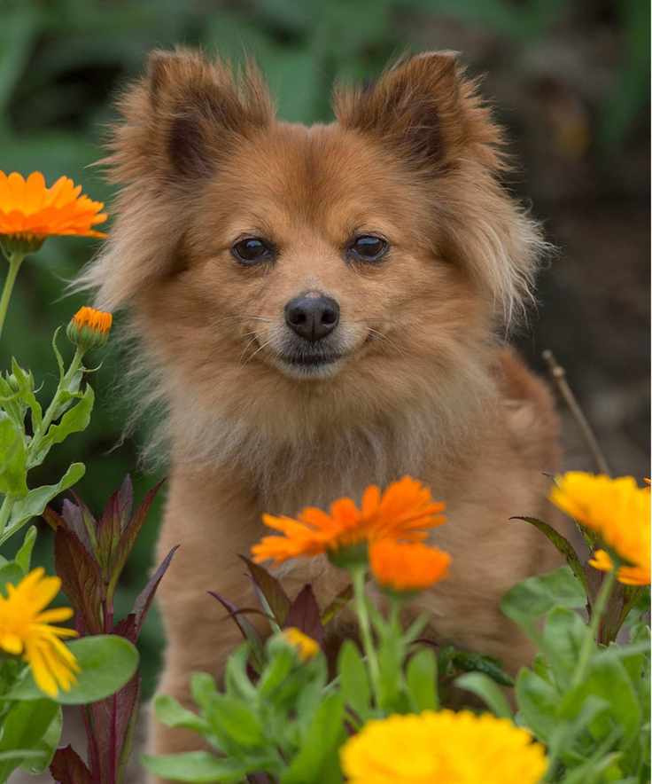 Dog-friendly plants