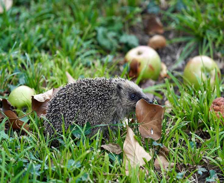 Hedgehog foraging among fallen leaves and apples