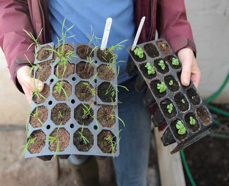 tray of dill seedlings
