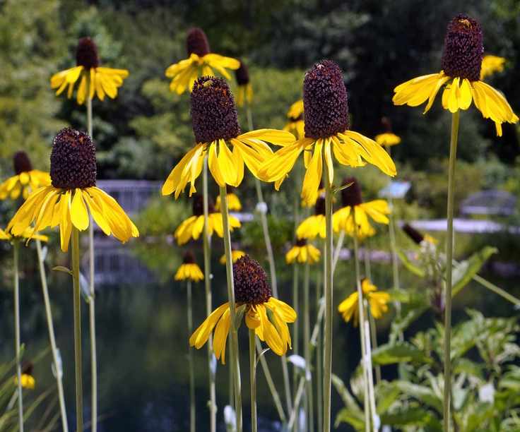 Rudbeckia Maxima, Giant Black Eyed Susan