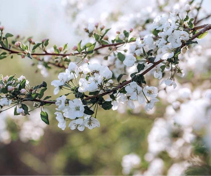 Apple tree blossom