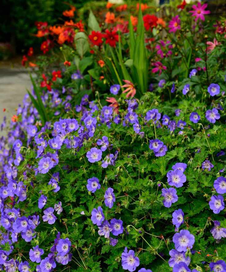 Purple flowering ground cover plant geranium 'Rozanne'