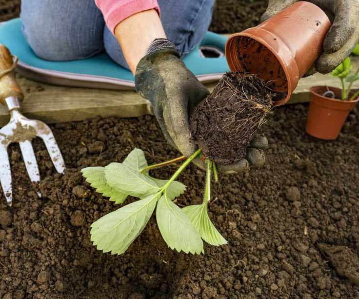 A strawberry plant being planted out in the yard