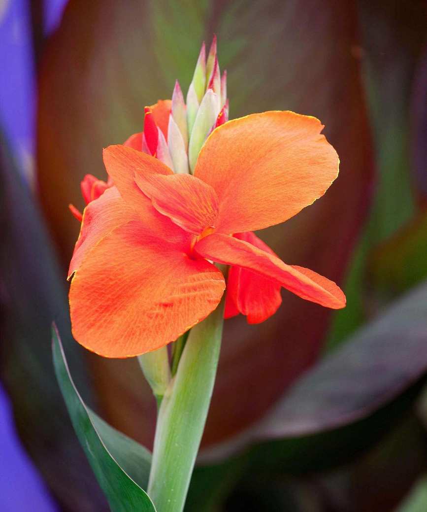 canna as a late summer flower