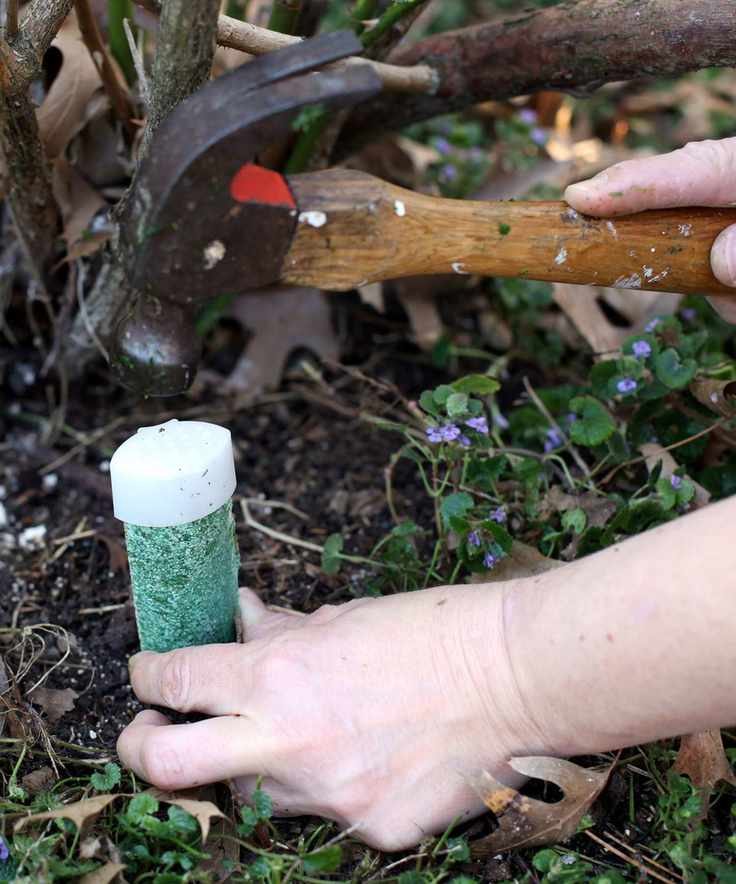 Gardener knocking a fertilizer spike into the ground using a hammer