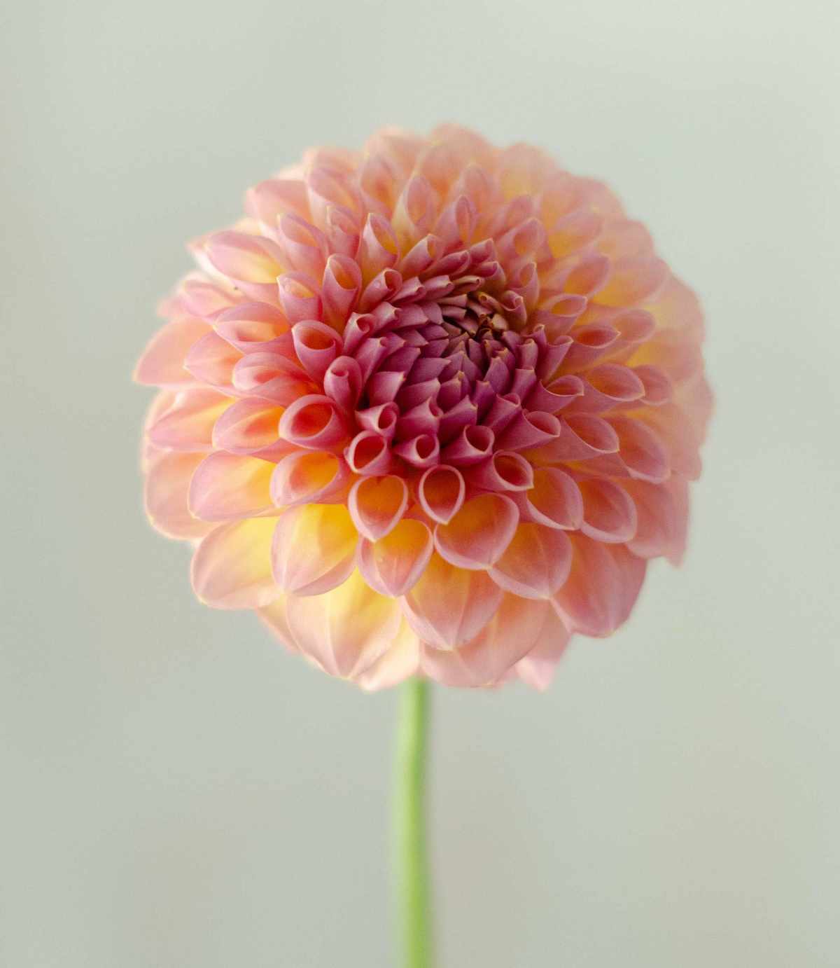 summer flower display