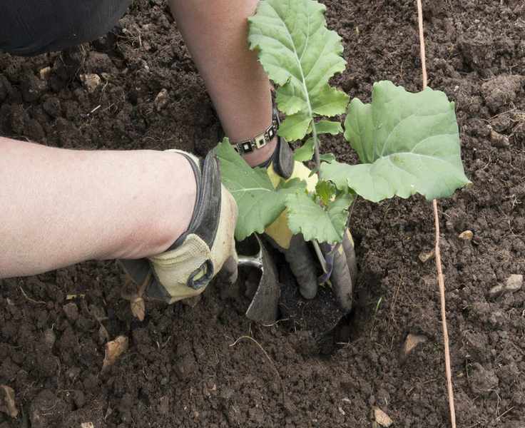 planting out broccoli