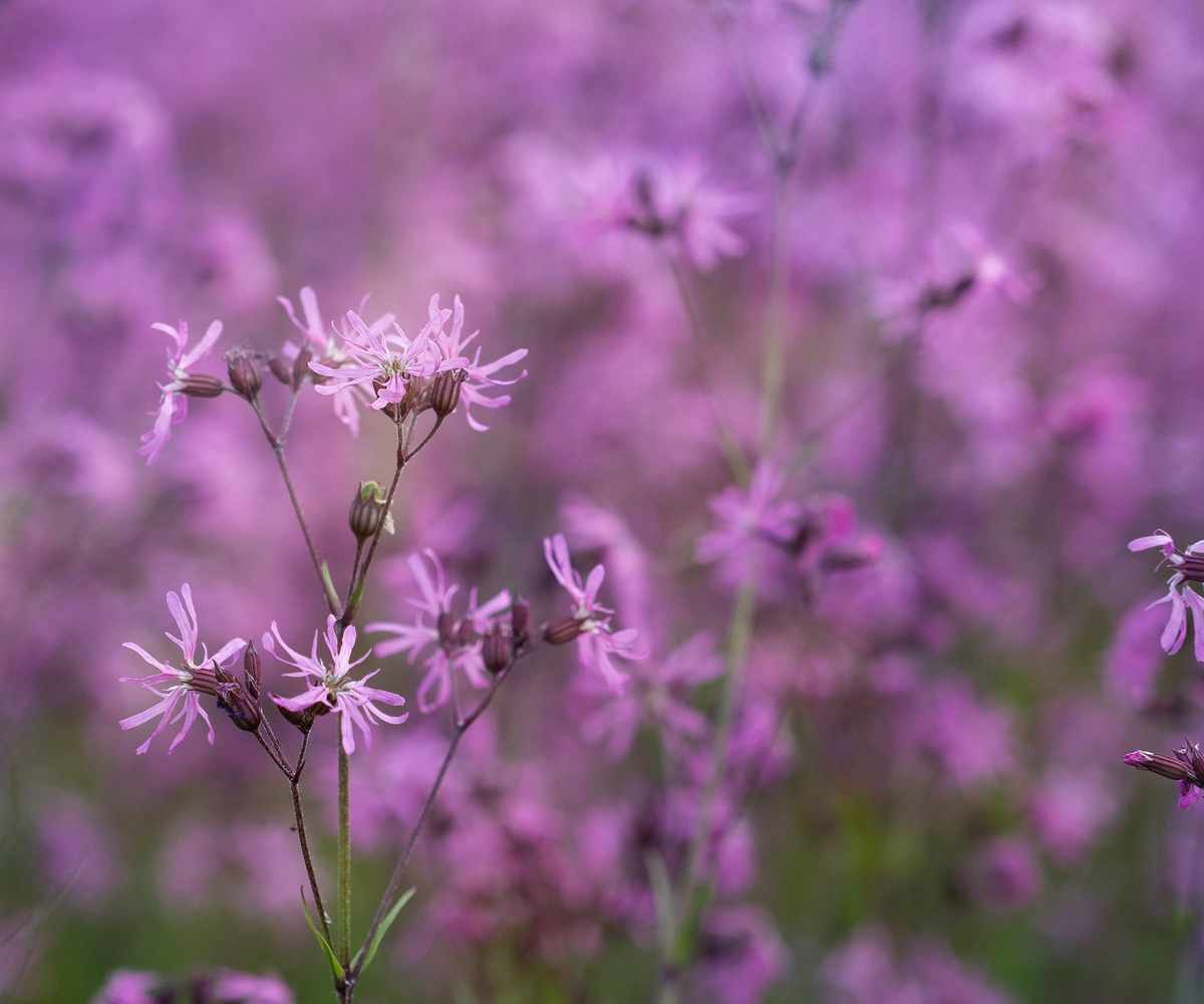 plants for wet soil Lychnis flos-cuculi in bloom