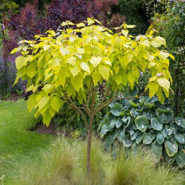 Golden Indian Bean tree