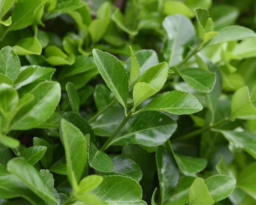 euonymus japonicus