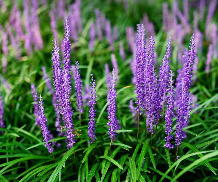 Liriope muscari is an excellent ground cover plant for shady areas