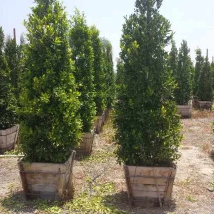 Ficus Nitida