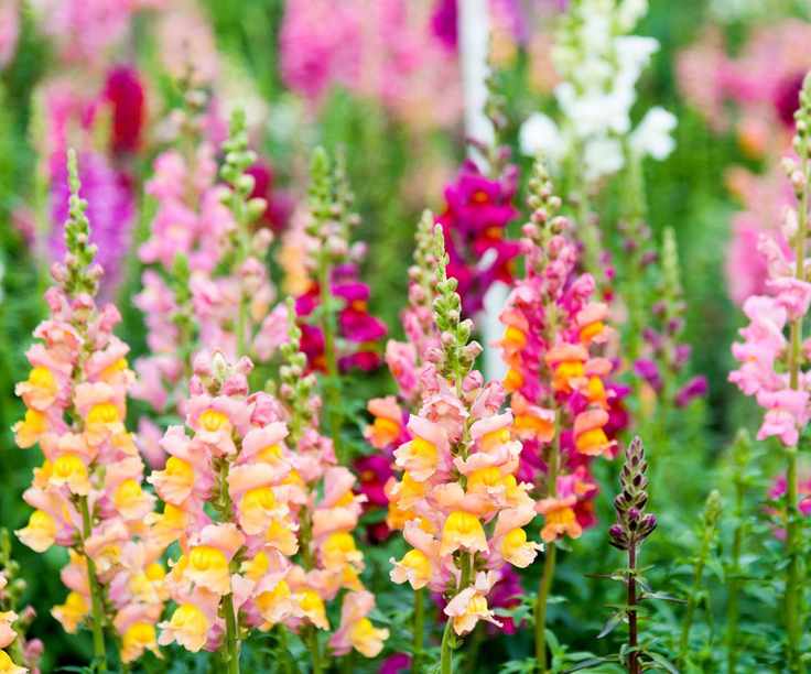 Snapdragon flowers