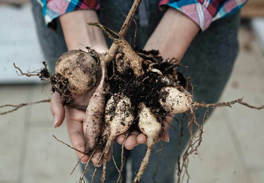 Hands holding dahlia tubers