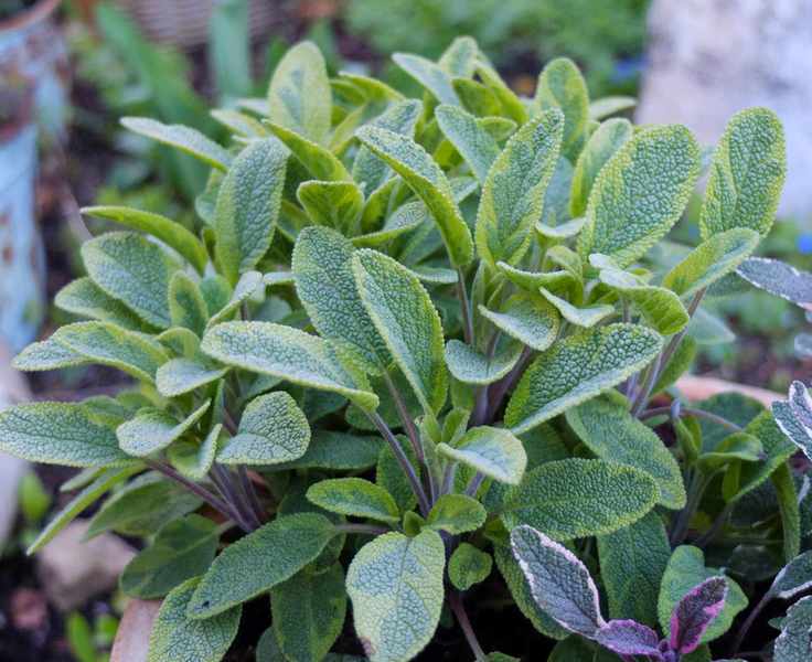 Icterina salvias growing in kitchen garden
