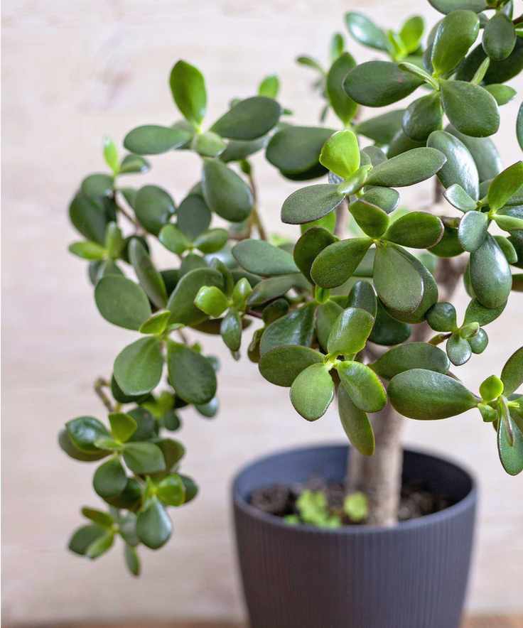 Jade plant