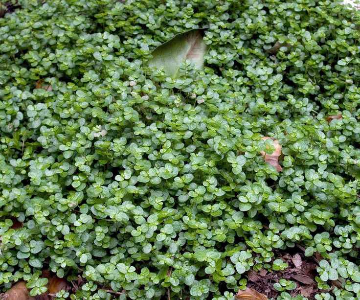 Soleirola solerolii ground cover plant, also known as Mind-Your-Own-Business