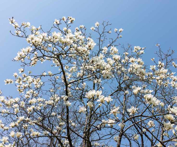 Star Magnolia tree in bloom