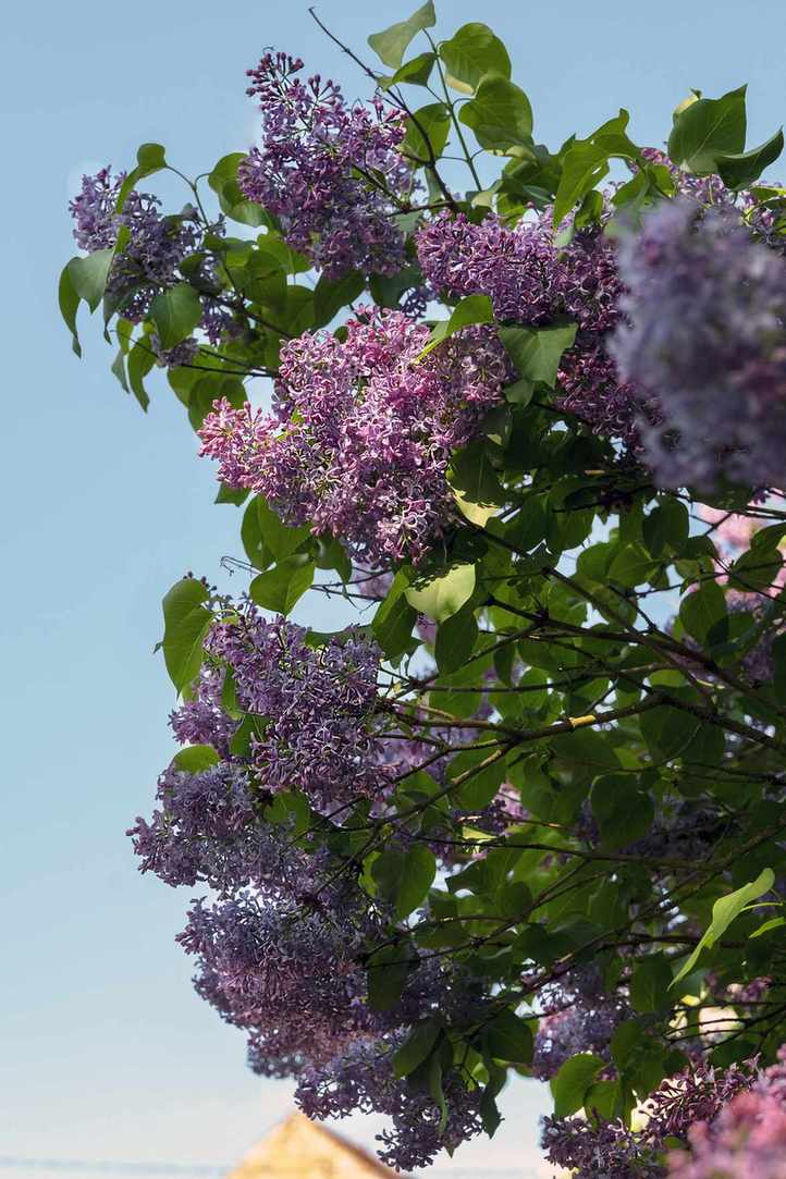 close up of lilac bush