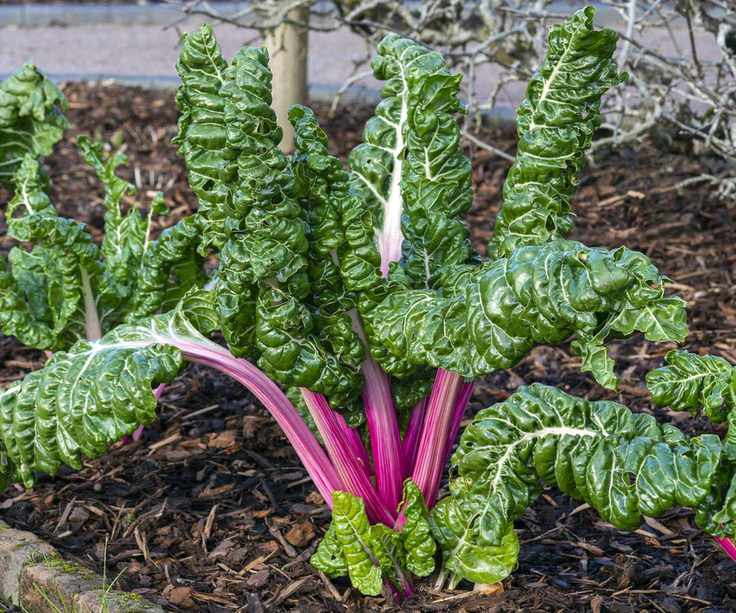 Vibrant pinkish-red stems of Swiss chard 'Rhubarb' flourishing in a garden