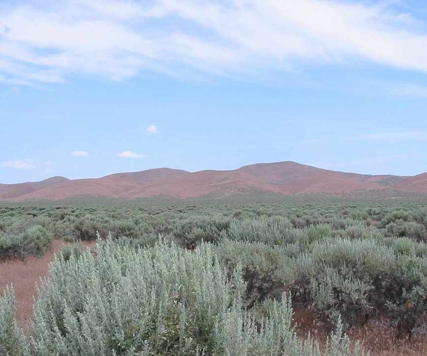 Sagebrush with silver foliage