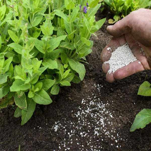 Applying fertilizer around perennials in a flower garden