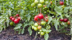 Indeterminate tomato plants laden with red and green fruits growing outdoors in a vegetable garden