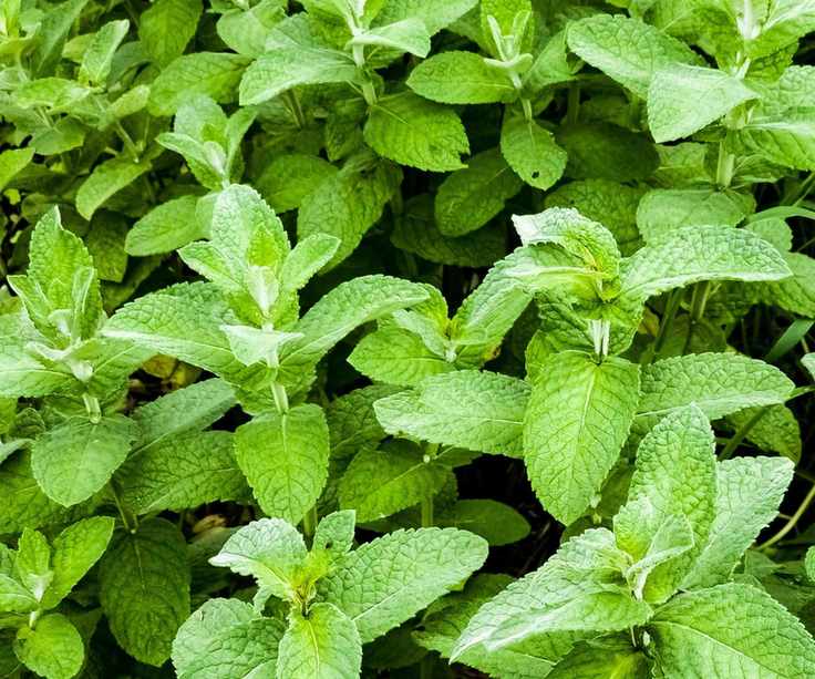 Apple mint growing with green, lush foliage