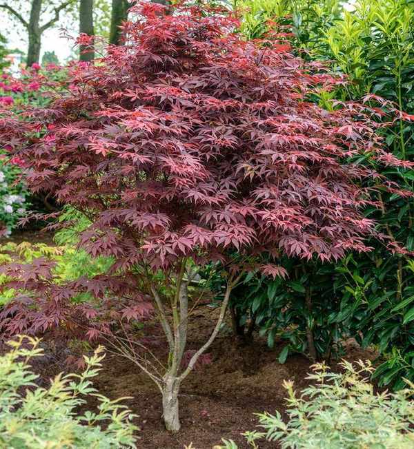 Acer palmatum 'Bloodgood'