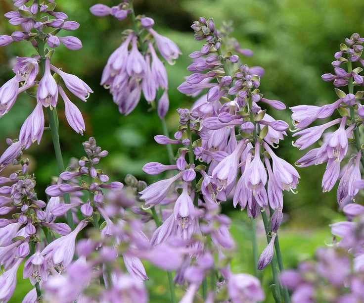 purple hosta flowers
