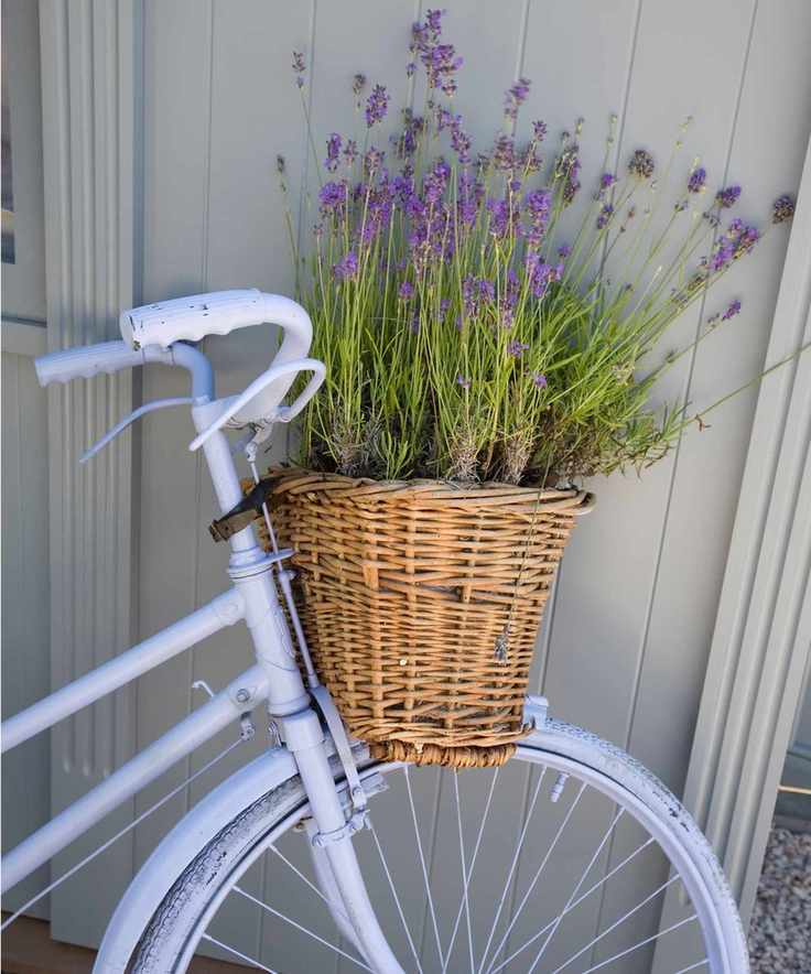 Bicycle planter