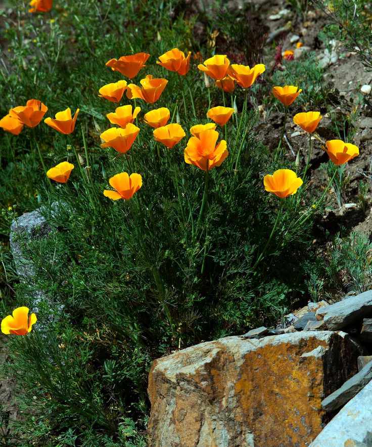 orange flowers of Californian poppies
