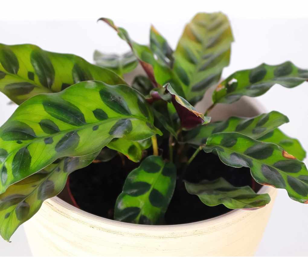 Rattlesnake calathea