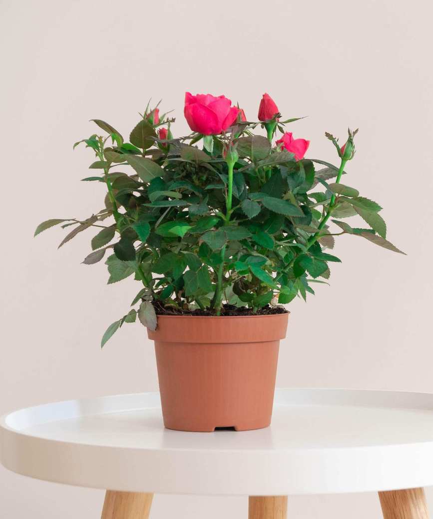 Miniature roses
