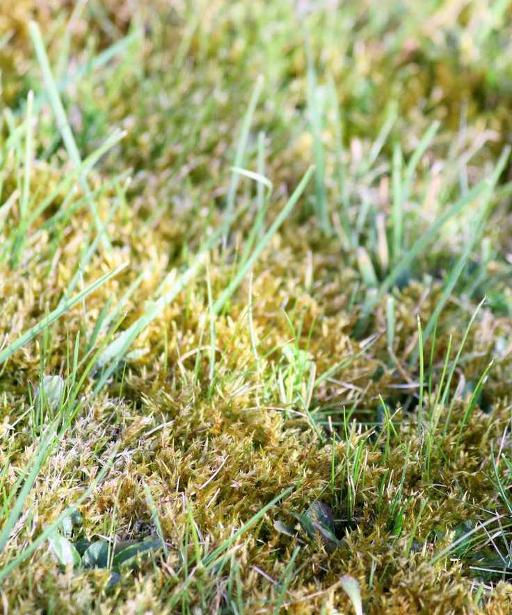 Moss on a green lawn