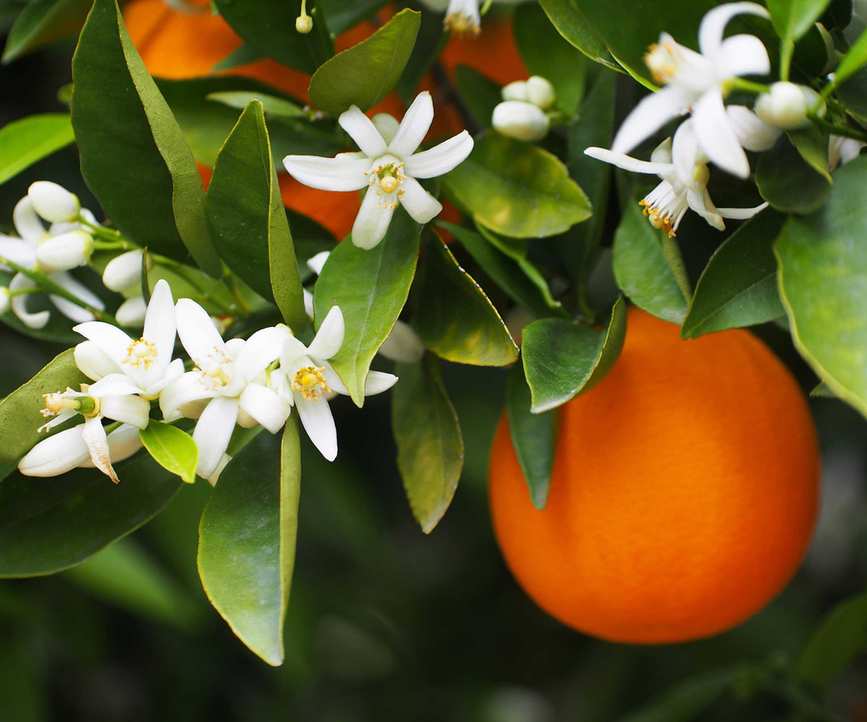 orange and orange blossoms